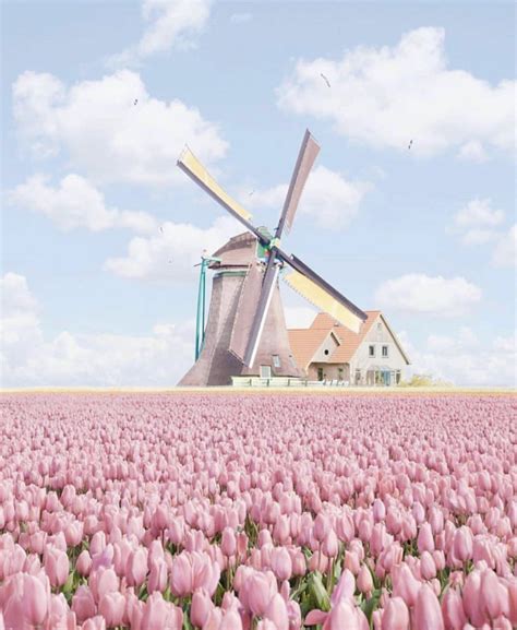 🌊 On In 2020 Tulip Fields Netherlands Tulip Fields Beautiful Places