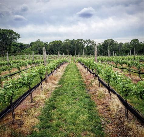 Del Vino Vineyards The First Vineyard Along Long Islands Iconic North