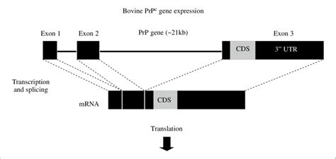 Structure Of The Prnp Gene And Mrna The Prnp Gene Size Is Approximate
