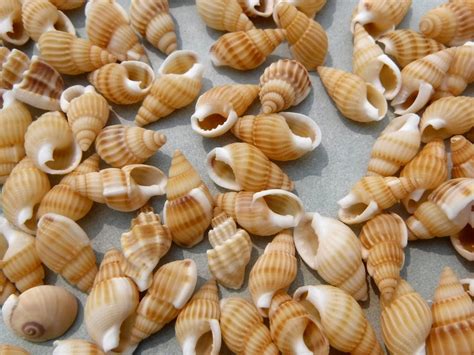 Small Tan Seashells 100 Shells
