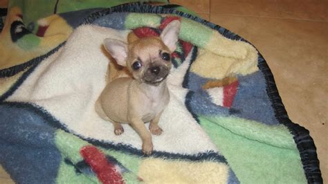 Houston pets chihuahua puppies craigslist. Chihuahua Puppies For Sale Ny Craigslist | PETSIDI
