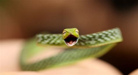 Non Traditional Aww A Very Happy Snake