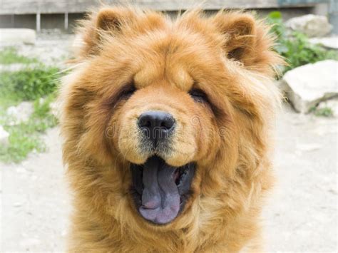 Brown Chow Chow Dog Living In The European City Stock Image Image Of