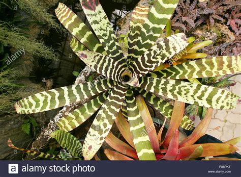 Bromeliad Plants Hi Res Stock Photography And Images Alamy