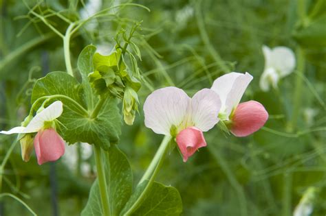 Field Pea Varieties For Western Australia Agriculture And Food