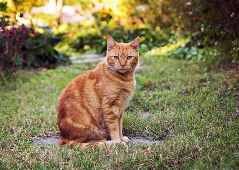 Indoor Cat Or Outdoor Cat Choosing The Right Cat For You Cats Guide