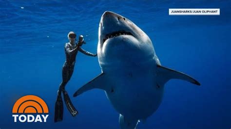 Hawaii Diver Swims With Record Breaking Largest Great White Shark