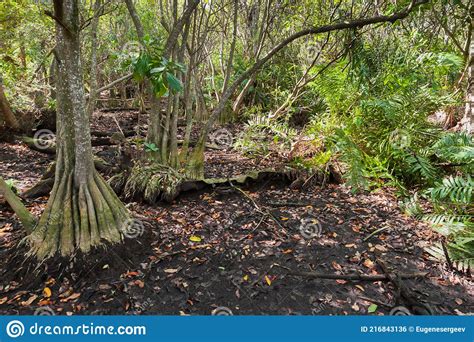 Wild Tropical Forest Landscape With Mangrove Trees Stock Photo Image