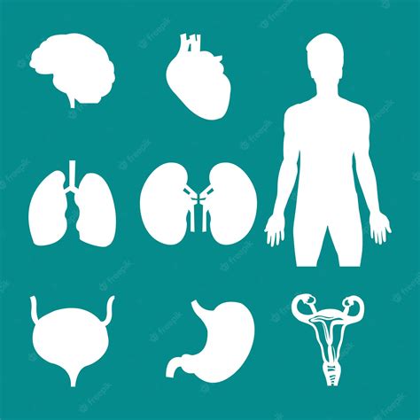 Premium Vector A Set Of Icons Of Human Organs Including A Heart Stomach