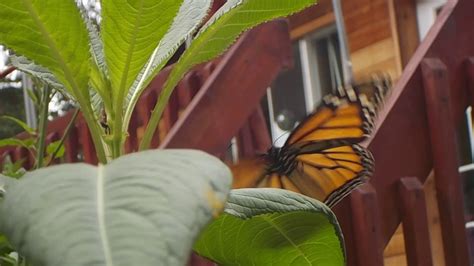 Monarch Butterfly Laying Her Eggs In My Garden Youtube