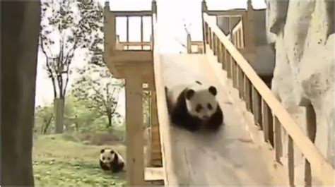 Pandas Enjoy Playing On A Slide In Adorable Viral Video Watch