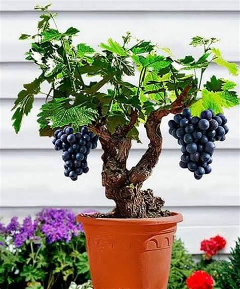 Maybe you would like to learn more about one of these? Amazing Bonsai Tree with Fruits - XciteFun.net