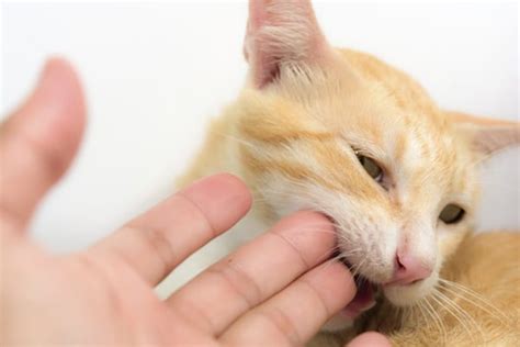 9 Tips To Stop Your Cat From Biting Tail And Fur