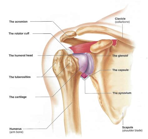 Related online courses on physioplus. How The Shoulder Works | Utah | Dr Skedros Orthopaedics