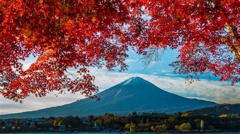 Mount Fuji With Red Mapple Leaves Wallpaper Backiee