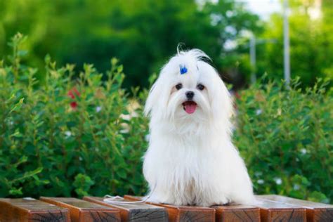 What Color Are Maltese Dogs