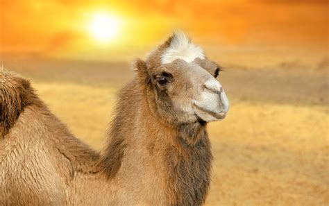 • adaptation • desert adaptations • camel's adaptive characteristics • cactus adaptive. Deserts - Earth Issues - Animal Encyclopedia