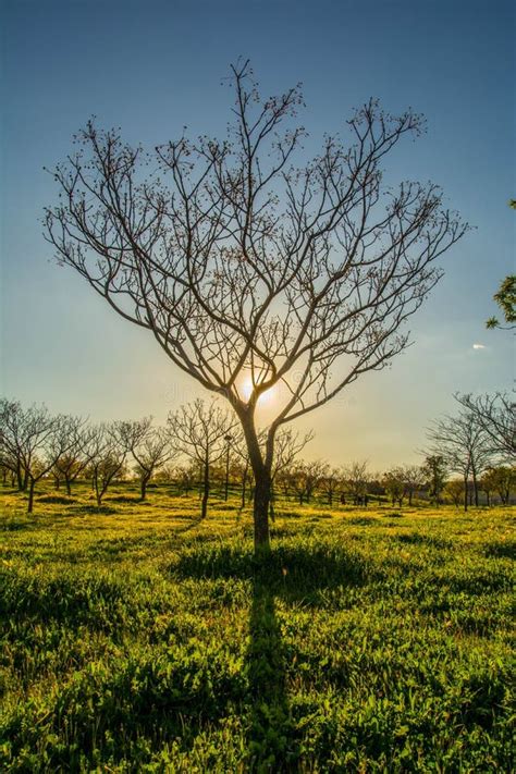 A Nice Tree In Front Of The Sun Stock Image Image Of Cliff Think