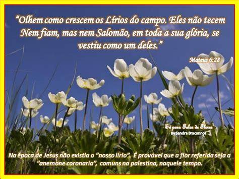 Boa Noite Lirios Do Campo