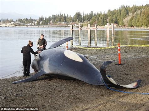 Killer Whale Found Dead Off British Columbia Coast Daily Mail Online