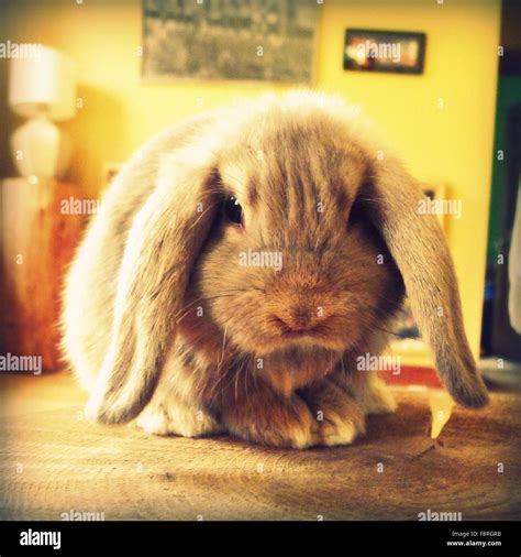 Long Eared Rabbit Hi Res Stock Photography And Images Alamy