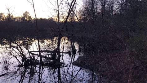 Arkansas Bigfoot Rock Clacking Heard Behind Pond Youtube