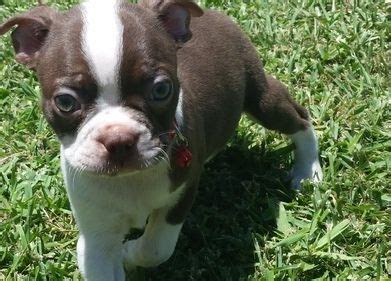 The boston terrier puppies are full of personality and are often called the american gentleman. the breed's origins are well documented and started in boston, massachusetts. Boston Terrier Puppies For Sale | Oregon City, OR #261867
