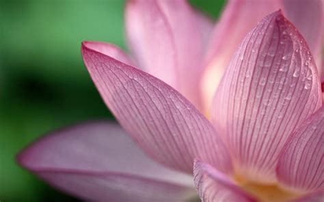 بک گراندگل نیلوفر آبی یا لوتوس Lotus Flower