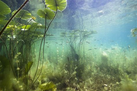 Submerged Freshwater Aquatic Plants Identification