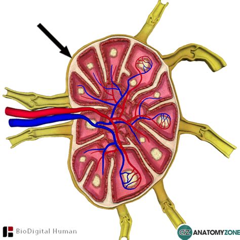 Capsule Of Lymph Node • Lymphatic • Anatomyzone