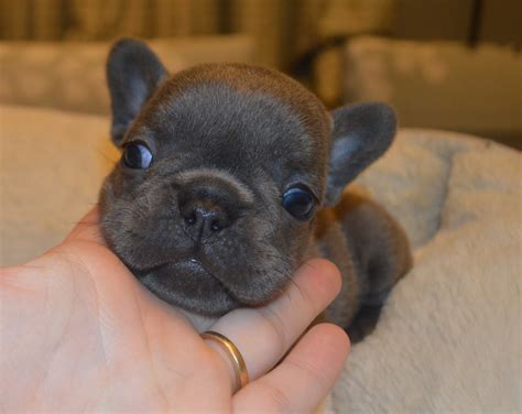 French Bulldog Puppies For Sale Lowell Ma 321721