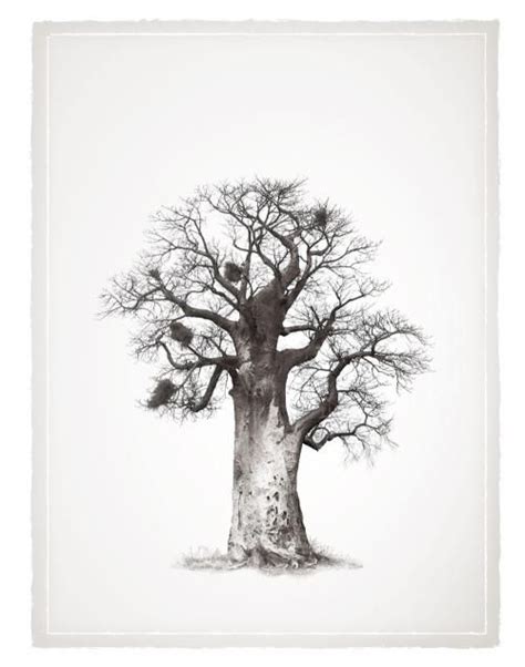 African Trees Drawing At Getdrawings Free Download