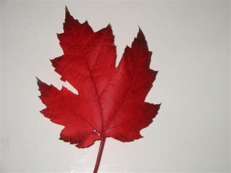 Filecanadian Maple Leaf Wikimedia Commons