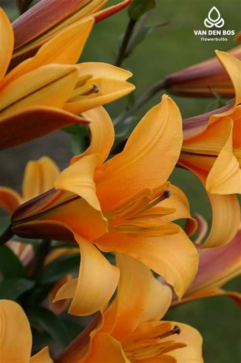 Orange Planet® Overige Lily Van Den Bos Flowerbulbs