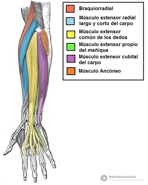Anatomia Del Antebrazo Parte Detras Realidad Fitness