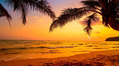 Sky Sea Tropics Sunset Palm Tree Arecales Tropical Landscape