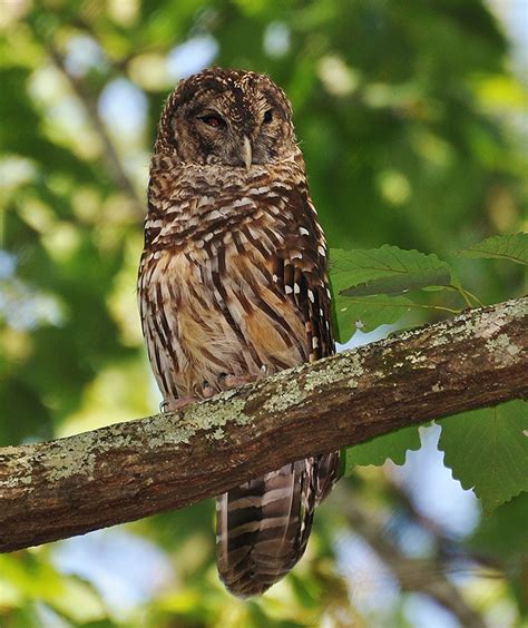 Barred Owl Outdoor Alabama
