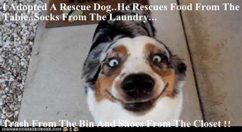 I Has A Hotdog Rescue Dog Funny Dog Pictures Dog Memes Puppy