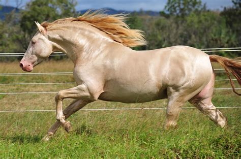 Scientia Potentia Est Andalusian Probably The Most Beautiful Horse In