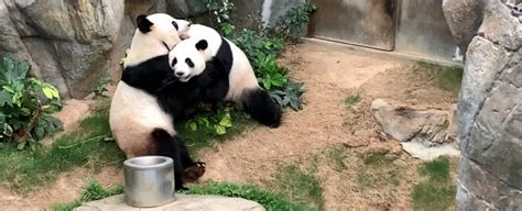 Pandas Kept Together For 10 Years Have Finally Mated During The