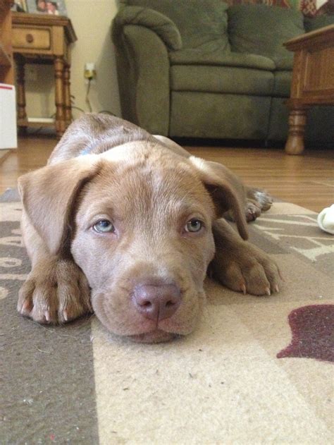 Crump's bullies pandora is one of the best xl pitbull puppies on earth. Chocolate lab and pitbull mix | Dogs | Pinterest