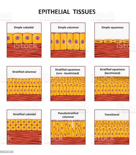 Different Types Of Epithelial Tissue Collection Stock Illustration