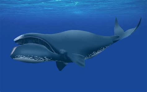 Marine Life Bowhead Whale