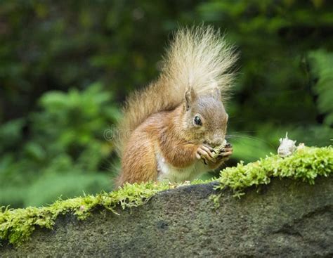Red Squirrel Eating Nuts Lake District Uk Stock Image Image Of