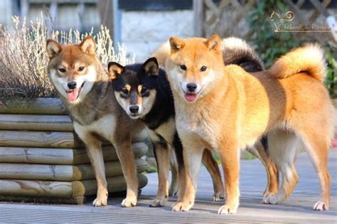 О странной криптовалюте shiba inu — пост пикабушника mr.marx. Photo - Elevage Go Chuken Kiku Kensha - eleveur de chiens ...