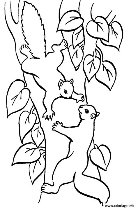 Coloriage Deux Ecureuils Sur Une Branche D Arbre