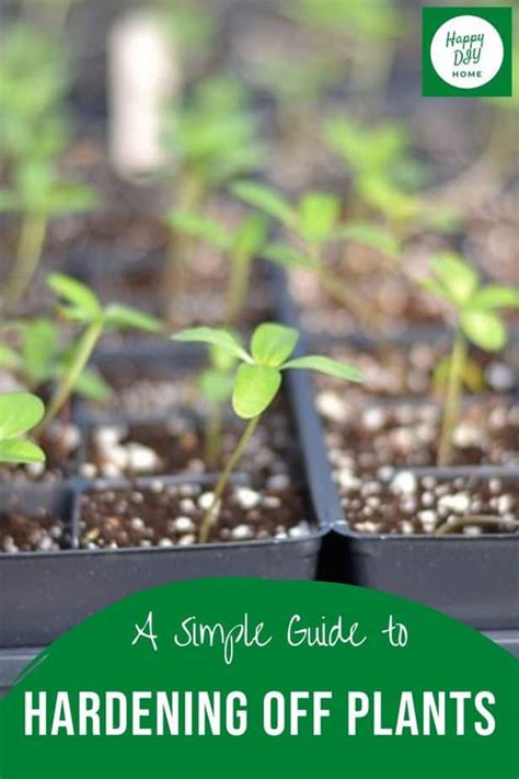 A Guide To Hardening Off Plants And Why You Should Happy Diy Home