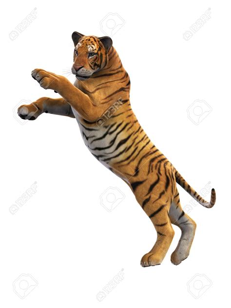 Tiger Photography Image Photography Amazing Photography Animals