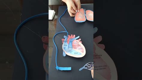 Maqueta Sistema Circulatorio Youtube
