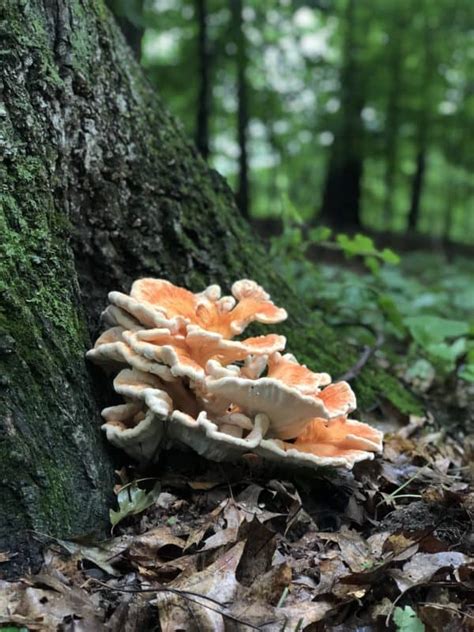 Hunting And Cooking Chicken Of The Woods Mushrooms